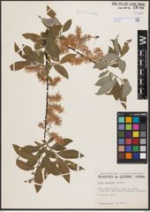 Salix bebbiana Sarg.